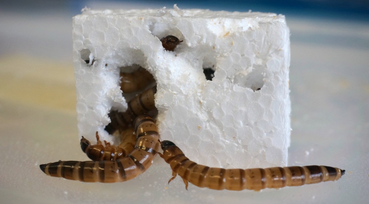 superworms-1280x707.jpg